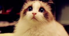 猫咪掉毛怎么处理