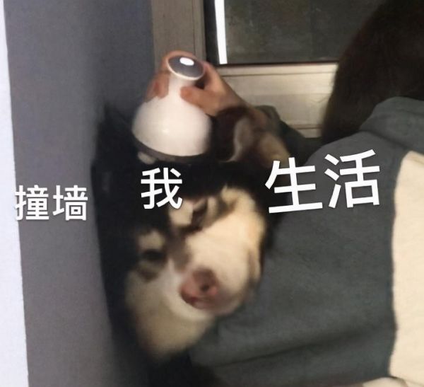 狗子成长所需要的营养、维生素和矿物质 宠物营养 | 什么是营养素的“生物利用率”
