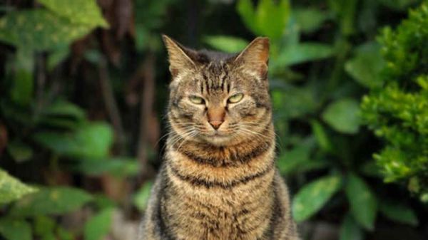 橘猫和狸花猫饭量评比 到底是谁超能吃？