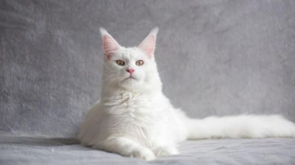 优雅而又高贵猫咪，看看哪个才是榜首？