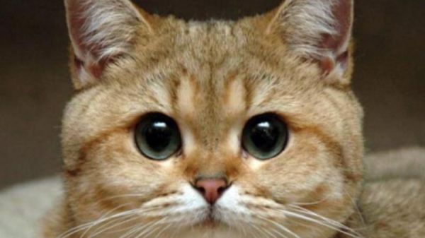 猫咪眼睛颜色这么多，哪个才是最好看的？