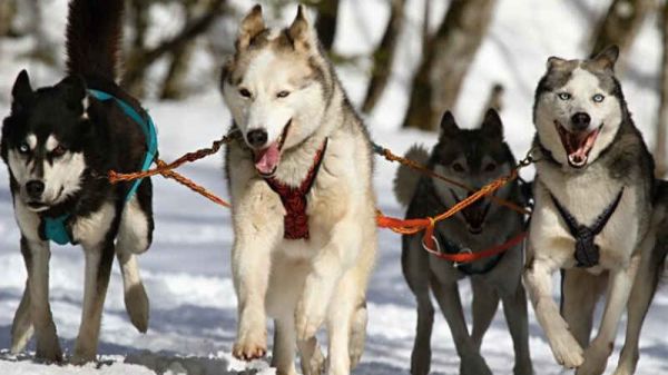 狗界排行榜之吃货犬 谁是吃货冠军呢？