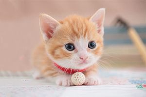 宠物猫领养要注意什么