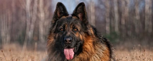 宠物狗小便异常的六大病症 狗狗撒尿一滴一滴