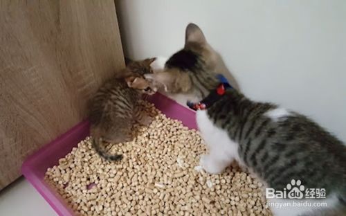 怎么教小猫咪在猫砂盆里面拉粑粑
