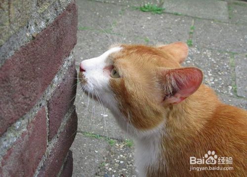 怎么教小猫咪在猫砂盆里面拉粑粑