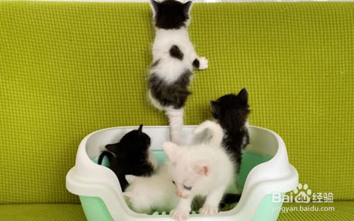 怎么教小猫咪在猫砂盆里面拉粑粑