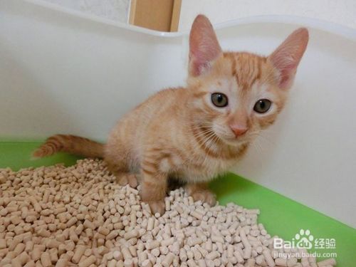 怎么教小猫咪在猫砂盆里面拉粑粑