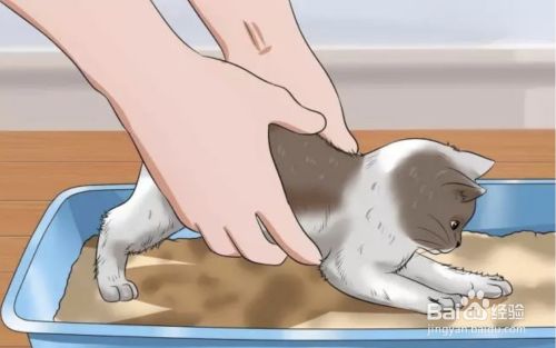怎么教小猫咪在猫砂盆里面拉粑粑
