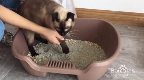怎么教小猫咪在猫砂盆里面拉粑粑