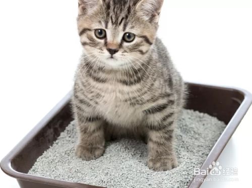怎么教小猫咪在猫砂盆里面拉粑粑