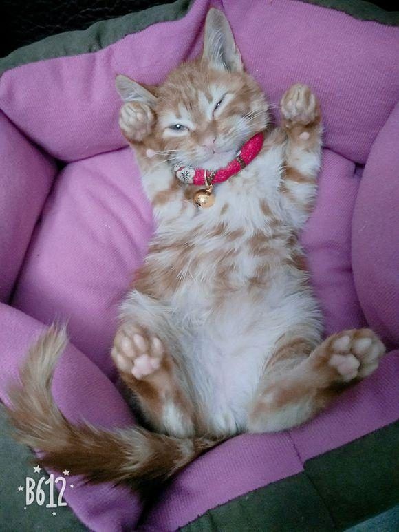 猫砂需要训练吗_怎样训练宠物用猫砂_训练猫咪使用猫砂