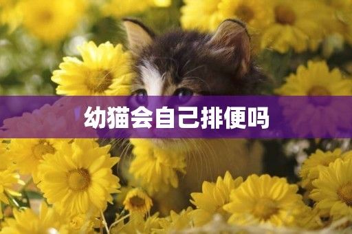 训练猫咪使用猫砂_怎样训练宠物用猫砂_猫砂需要训练吗