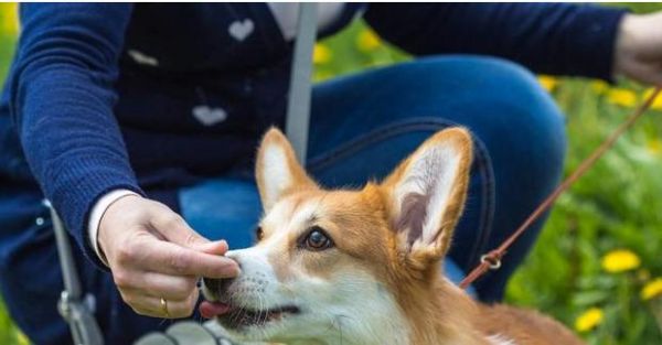 正确奖惩柯基犬的技巧（以善意教育宠物成长，让柯基犬更加听话）