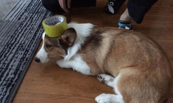 正确奖惩柯基犬的技巧（以善意教育宠物成长，让柯基犬更加听话）