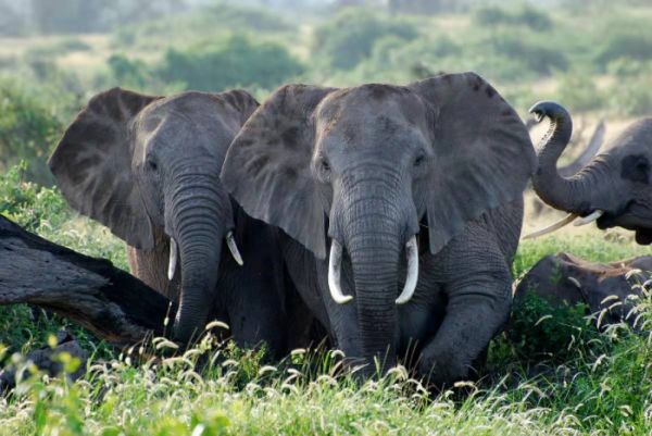 国际生物多样性日丨关于生物多样性你需要知道什么