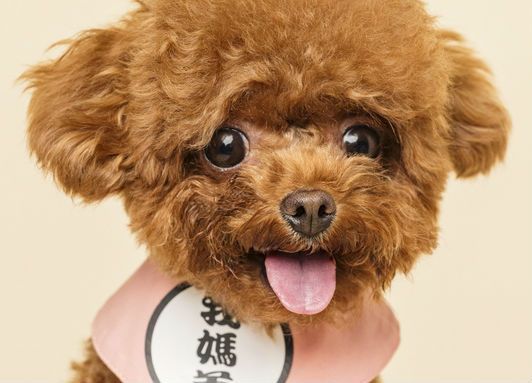 烟台宠物美容价格表