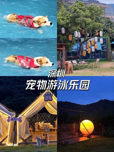 宠物游泳乐园｜深圳