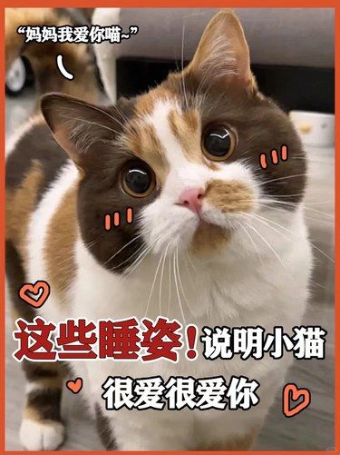 从睡姿上可以看出猫猫爱不爱你!?