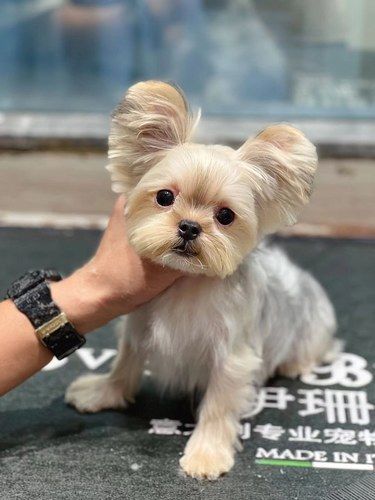 深圳约克夏美容造型