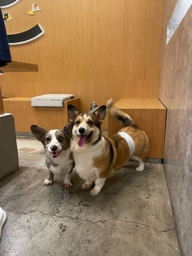 狗狗的快乐，我的快乐