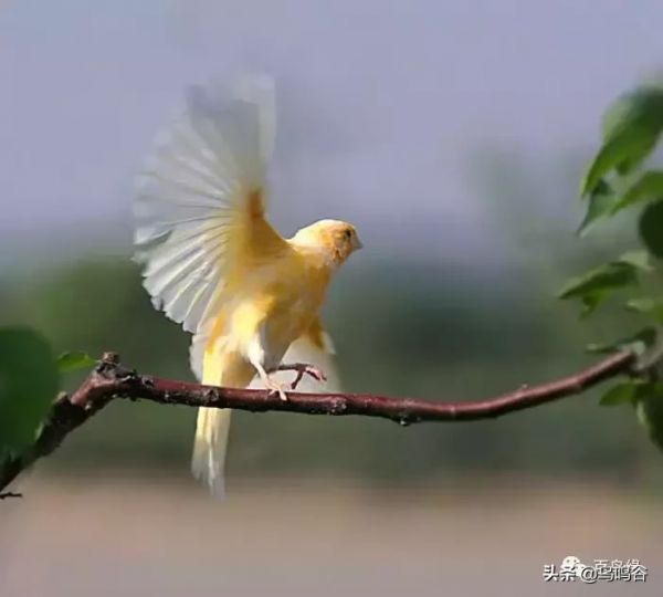 芙蓉鸟(玉鸟、金丝雀)疾病的防治