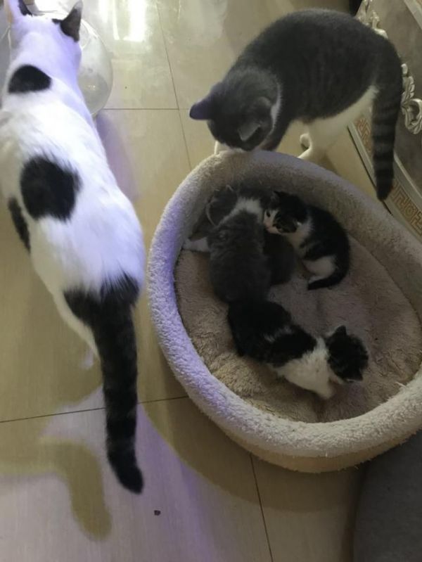 家里的宠物猫咪怀孕了应该注意什么？教你怎样给猫咪“坐月子”
