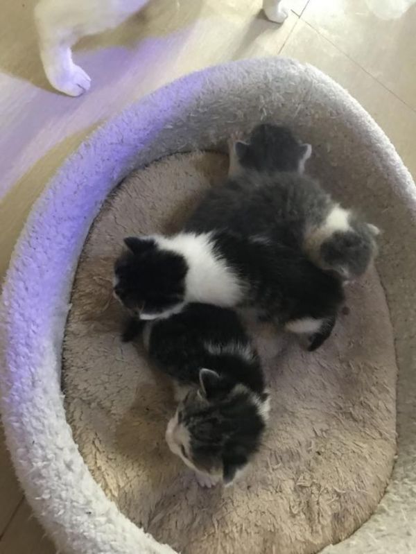 家里的宠物猫咪怀孕了应该注意什么？教你怎样给猫咪“坐月子”