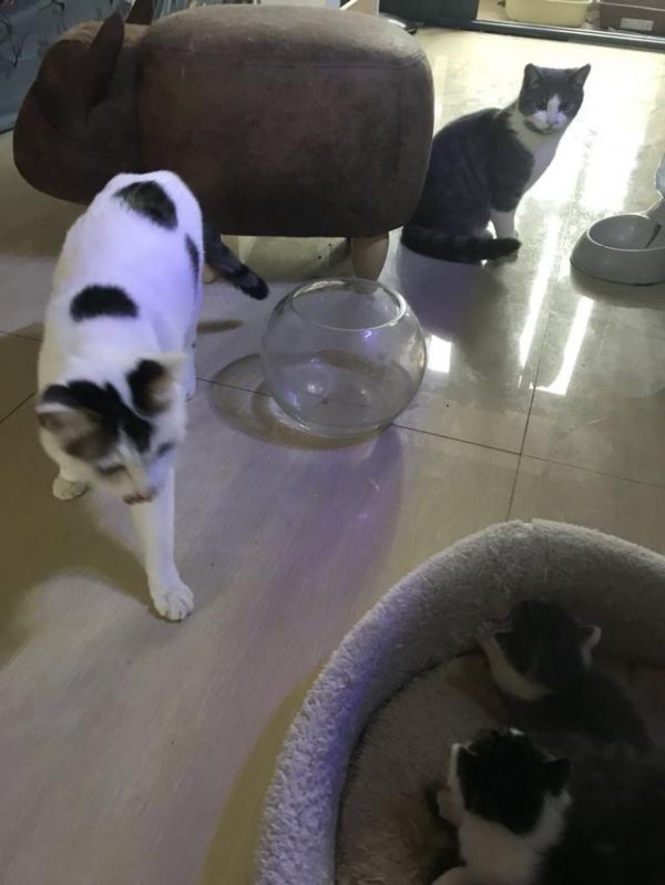 家里的宠物猫咪怀孕了应该注意什么？教你怎样给猫咪“坐月子”