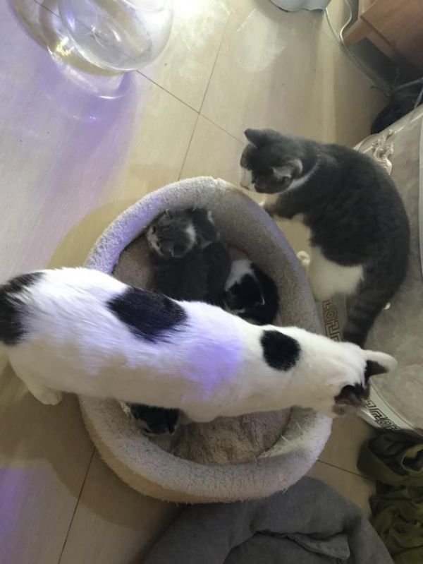 家里的宠物猫咪怀孕了应该注意什么？教你怎样给猫咪“坐月子”