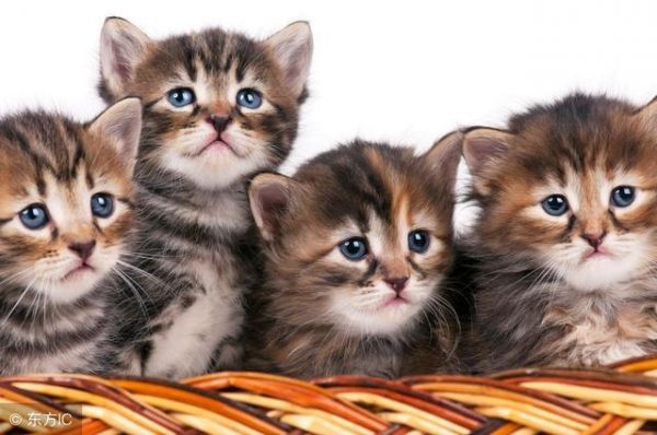 家里的宠物猫咪怀孕了应该注意什么？教你怎样给猫咪“坐月子”