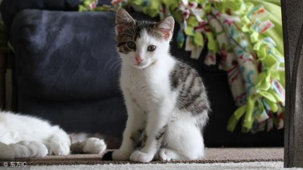 家里的宠物猫咪怀孕了应该注意什么？教你怎样给猫咪“坐月子”