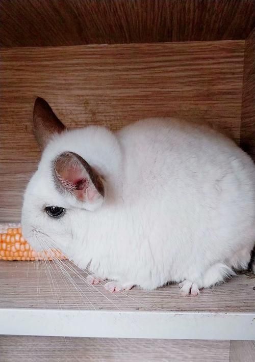 龙猫怀孕需要注意的饮食（宠物龙猫孕期饮食建议和禁忌）