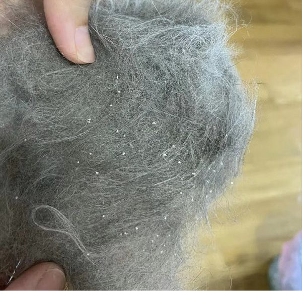 家有宠物掉毛多,细菌螨虫无处不在,除螨到底用什么靠谱?