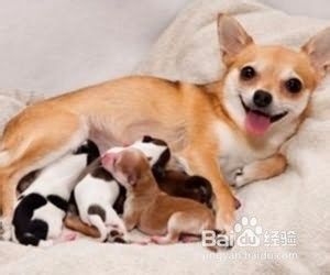狗狗怀孕期时的饮食注意