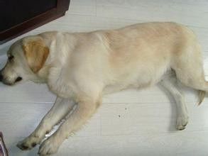 狗狗怀孕期时的饮食注意