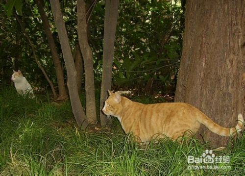 宠物：[3]怎样把家猫野化变身成为野猫
