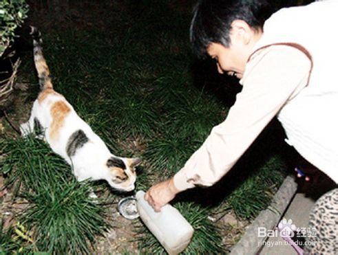 宠物：[3]怎样把家猫野化变身成为野猫