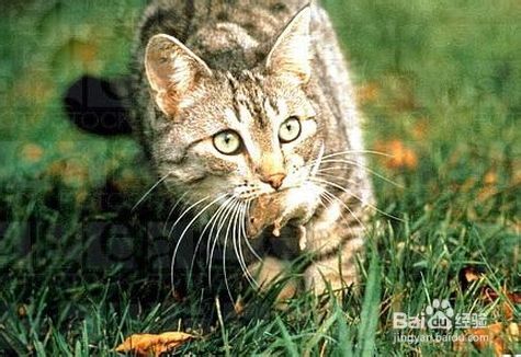 宠物：[3]怎样把家猫野化变身成为野猫