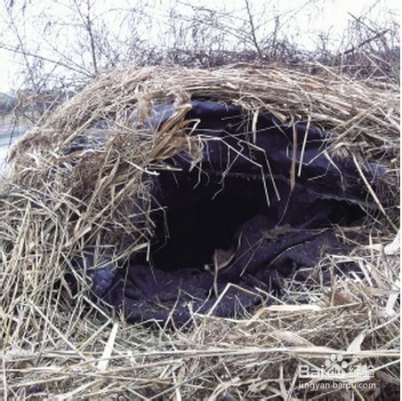 宠物：[3]怎样把家猫野化变身成为野猫