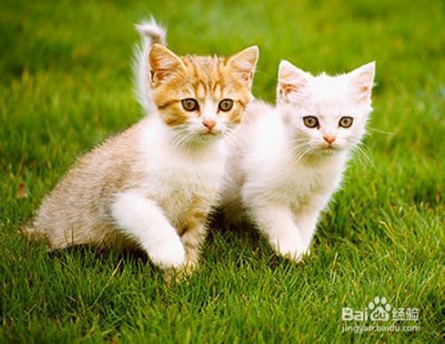 宠物：[3]怎样把家猫野化变身成为野猫