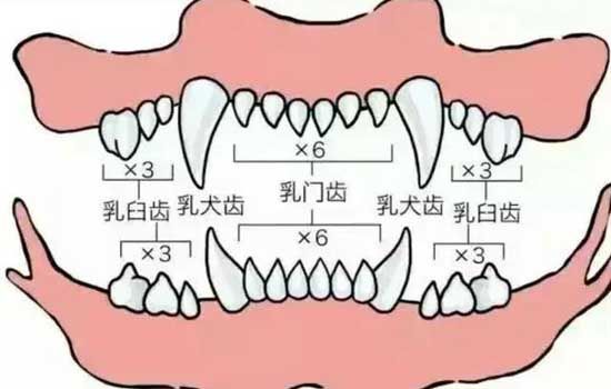 怎么从牙齿看狗狗年龄 狗狗牙齿年龄参照图
