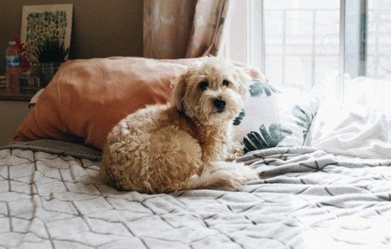 狗狗的牙齿