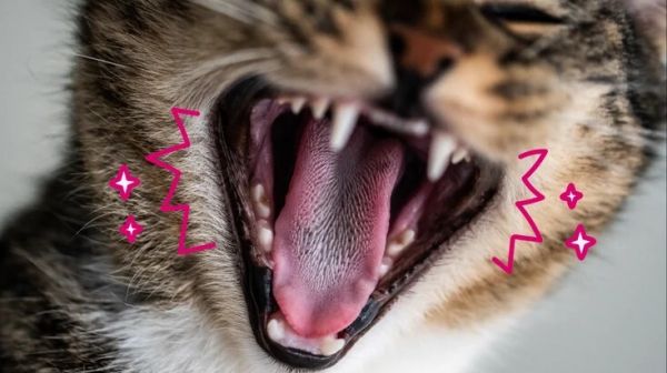 猫牙齿吸收病：您需要了解的知识