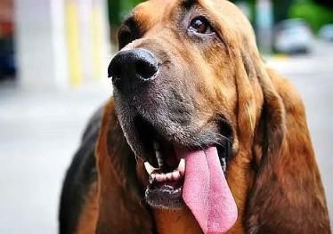 4种嗅觉能力出众的狗狗，寻血猎犬稳居第一