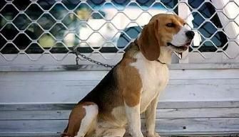 4种嗅觉能力出众的狗狗，寻血猎犬稳居第一