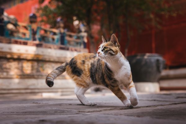 摄影：克查