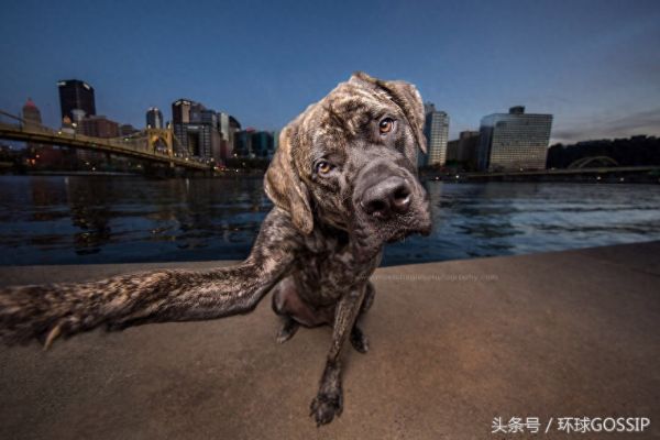 国外宠物摄影师致力于拍摄狗狗自拍美照，只为增加成功被收养几率