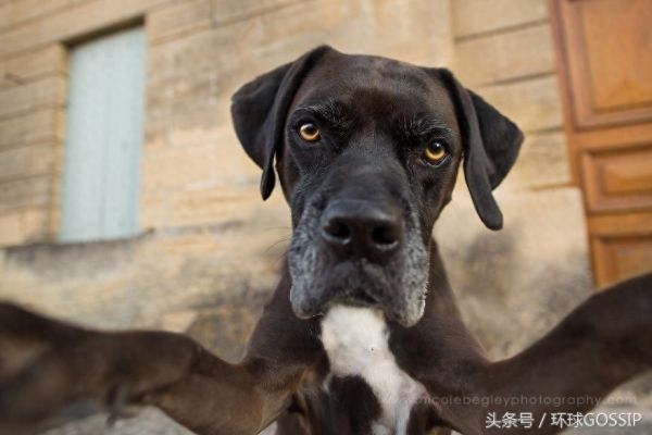 国外宠物摄影师致力于拍摄狗狗自拍美照，只为增加成功被收养几率