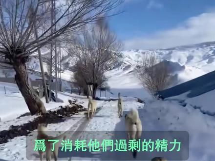 七条牧羊犬在恶劣天气下追逐野狼，生死未卜 #牧羊犬 #狗狗 #狼 #牧民生活 #坎高犬对抗狼群 